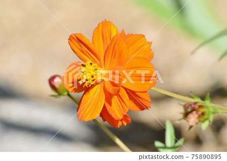 Orange Kibana cosmos flowers blooming in Mitaka Nakahara 75890895