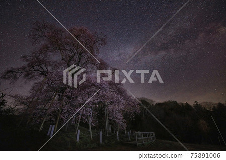 Cherry blossoms in Tozumi 75891006