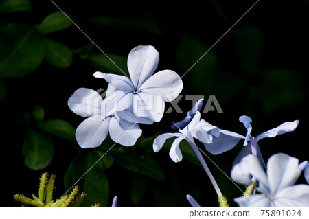 A pale blue plumbago flower blooming in Mitaka Nakahara 75891024