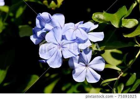 三鷹中原盛開的淡藍色白花 三鷹中原盛開的淡藍色白花 75891025