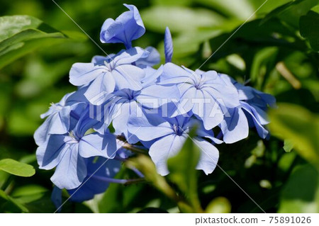 三鷹中原盛開的淡藍色白花 三鷹中原盛開的淡藍色白花 75891026