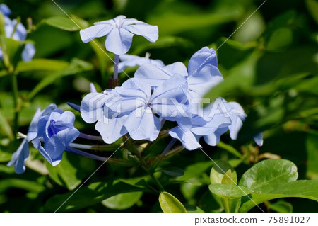 A pale blue plumbago flower blooming in Mitaka Nakahara 75891027