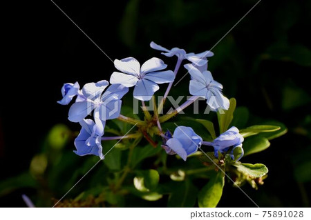 三鷹中原盛開的淡藍色白花 75891028