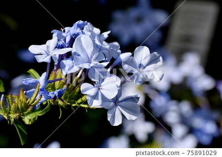 三鷹中原盛開的淡藍色白花 75891029