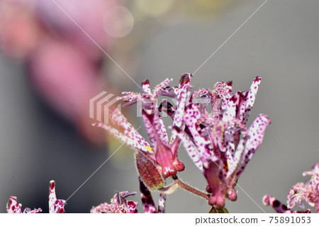 紅紫色的hototogisu花盛開在三鷹中原 紅紫色的hototogisu花盛開在三鷹中原 75891053