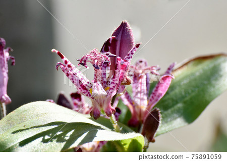 紅紫色的hototogisu花盛開在三鷹中原 75891059