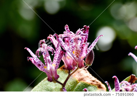 紅紫色的hototogisu花盛開在三鷹中原 紅紫色的hototogisu花盛開在三鷹中原 75891060