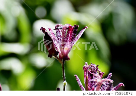 紅紫色的hototogisu花盛開在三鷹中原 75891072