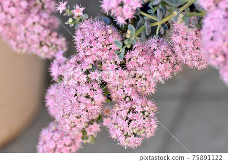 中原三鷹的粉紅色Misebaya花 中原三鷹的粉紅色Misebaya花 75891122