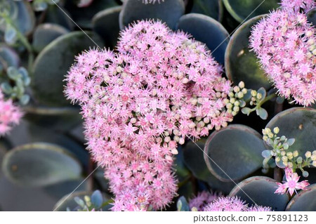 中原三鷹的粉紅色Misebaya花 中原三鷹的粉紅色Misebaya花 75891123