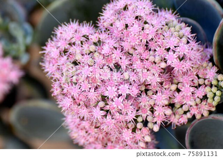 中原三鷹的粉紅色Misebaya花 中原三鷹的粉紅色Misebaya花 75891131
