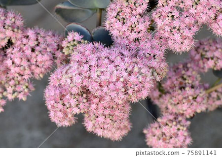 中原三鷹的粉紅色Misebaya花 中原三鷹的粉紅色Misebaya花 75891141