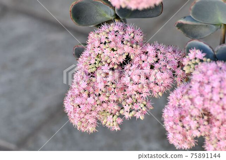 中原三鷹的粉紅色Misebaya花 中原三鷹的粉紅色Misebaya花 75891144