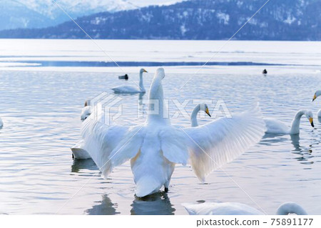 天鵝拍打著湖面 75891177