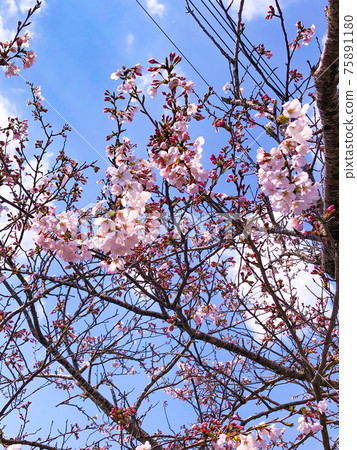 Downward cherry blossoms on the premises of Fuji Speedway 75891180