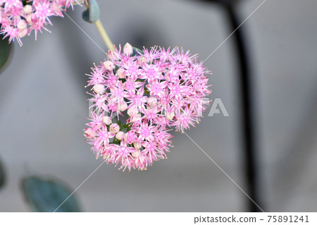 中原三鷹的粉紅色Misebaya花 中原三鷹的粉紅色Misebaya花 75891241