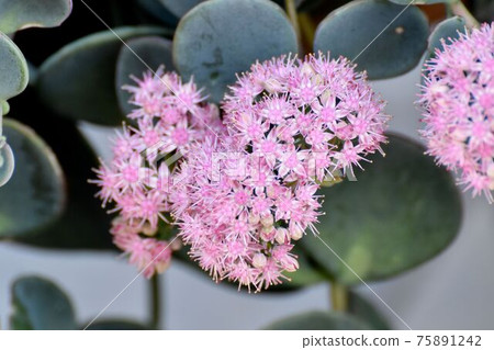 中原三鷹的粉紅色Misebaya花 中原三鷹的粉紅色Misebaya花 75891242