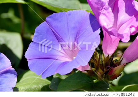 Blue-purple morning glory flower blooming in Mitaka Nakahara 75891248