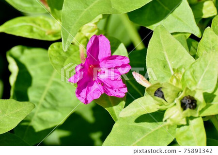 盛開在三鷹中原的粉紅色秘魯奇蹟 75891342