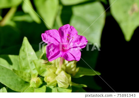 盛開在三鷹中原的粉紅色秘魯奇蹟 盛開在三鷹中原的粉紅色秘魯奇蹟 75891343