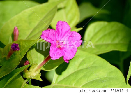 盛開在三鷹中原的粉紅色秘魯奇蹟 75891344