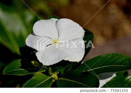 在三鷹中原盛開的白色馬達加斯加長春花 (binka) 在三鷹中原盛開的白色馬達加斯加長春花 (binka) 75891350