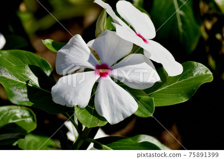 White Madagascar periwinkle (binka) flowers blooming in Mitaka Nakahara 75891399