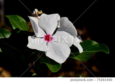 White Madagascar periwinkle (binka) flowers blooming in Mitaka Nakahara 75891400