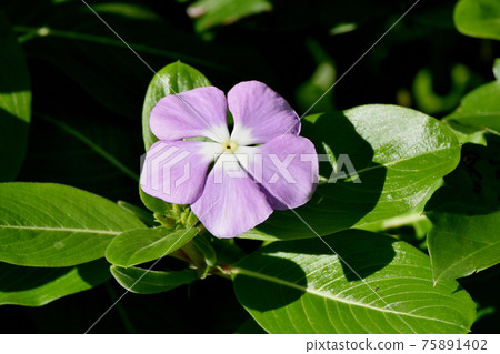 Purple periwinkle flower blooming in Mitaka Nakahara 75891402