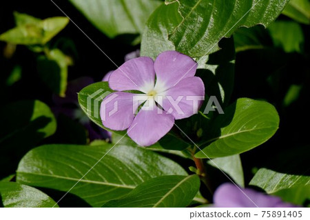 紫色長春花盛開在三鷹中原 紫色長春花盛開在三鷹中原 75891405
