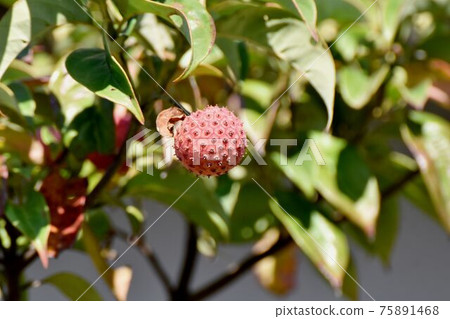 Red dogwood fruit that becomes Mitaka Nakahara Red dogwood fruit that becomes Mitaka Nakahara 75891468