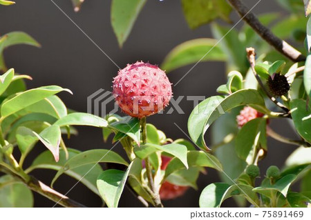 Red dogwood fruit that becomes Mitaka Nakahara Red dogwood fruit that becomes Mitaka Nakahara 75891469