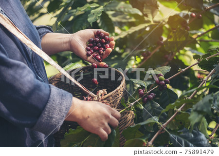 Man Hands harvest coffee bean ripe Red berries plant fresh seed coffee tree growth in green eco organic farm. Close up hands harvest red ripe coffee seed robusta arabica berry harvesting coffee farm 75891479