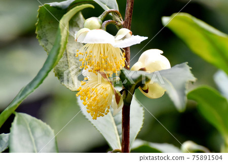 White flower blooming in Mitaka Nakahara 75891504