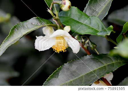 開花在三鷹中原的白花 開花在三鷹中原的白花 75891505