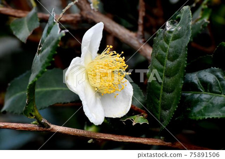 White flower blooming in Mitaka Nakahara White flower blooming in Mitaka Nakahara 75891506