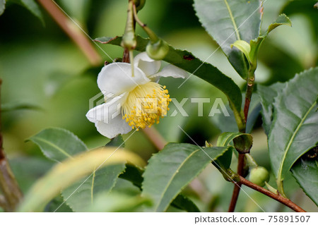 White flower blooming in Mitaka Nakahara White flower blooming in Mitaka Nakahara 75891507