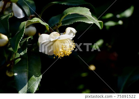 White flower blooming in Mitaka Nakahara 75891522