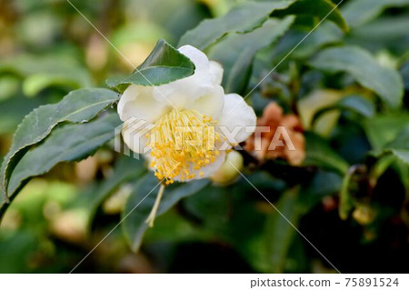 White flower blooming in Mitaka Nakahara 75891524