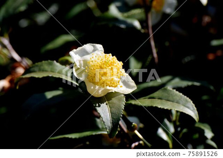 開花在三鷹中原的白花 75891526