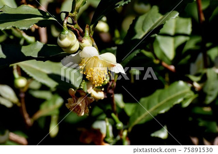 開花在三鷹中原的白花 75891530
