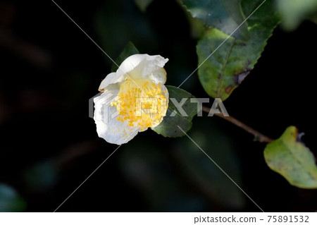 White flower blooming in Mitaka Nakahara 75891532