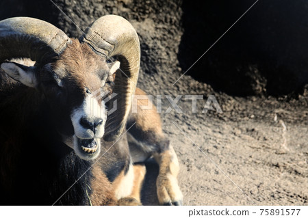 Mouflon lying on the ground and ruminating in the sun. 75891577