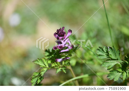 Corydalis incisa flower Corydalis incisa flower 75891900