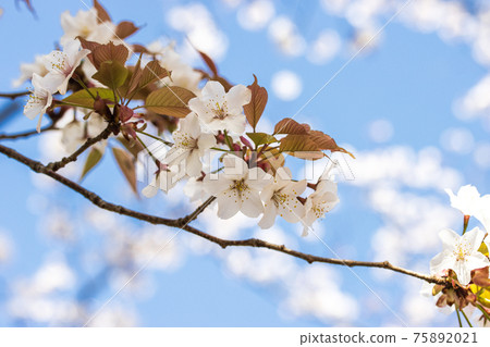 Cherry Blossoms Cherry Blossoms 75892021