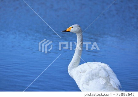 Swan 75892645