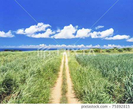 Okinawa Prefecture Ishigaki Island farm road and sugar cane field to the sea Okinawa Prefecture Ishigaki Island farm road and sugar cane field to the sea 75892815