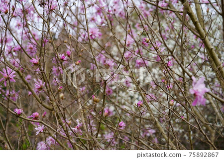 Early spring, Magnolia stellata 2 Early spring, Magnolia stellata 2 75892867