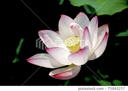 Lotus flower  75893257