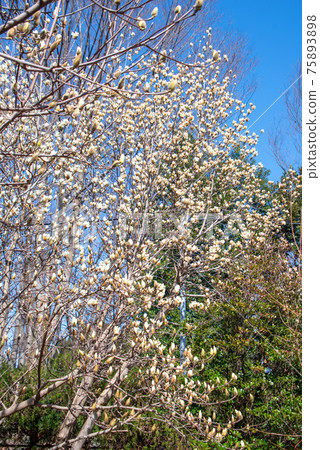 Haruka Magnolia Haruka Magnolia 75893898